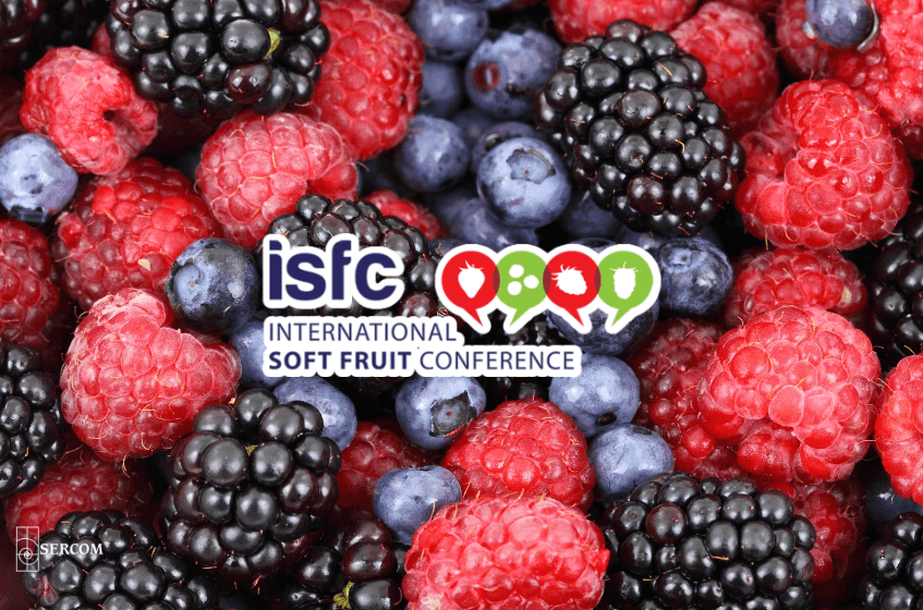 [Englisch] Strawberry Day and International Soft Fruit Conference 2024