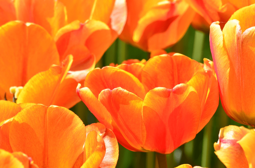 Oranje tulpen