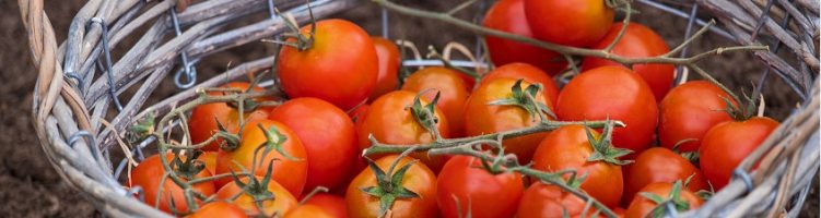 Recordopbrengsten voor ‘Take Me Home Tomaten’ in Thailand