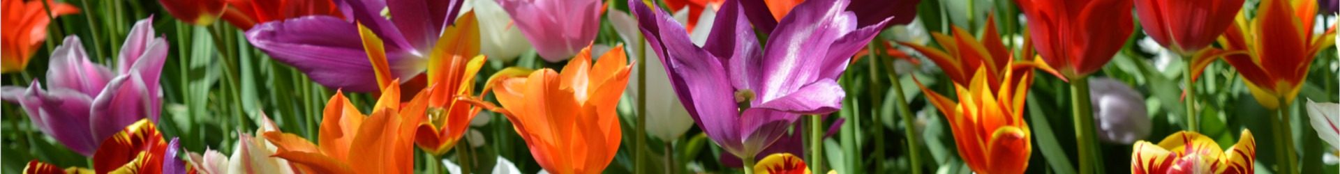 [inglés] National Tulip Day 2021