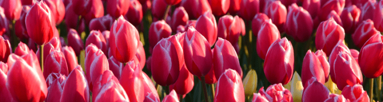 Sercom eindgebruiker Van der Slot Tulips