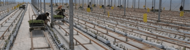 First wireless project for tomato grower